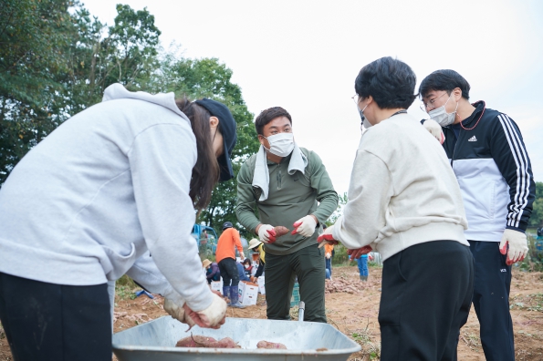 오학동 사랑의 고구마 캐기