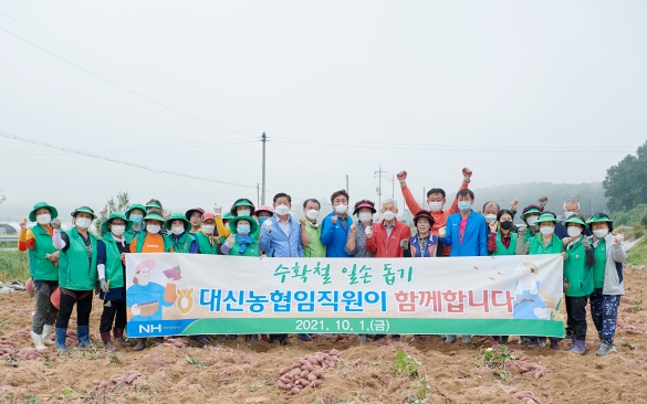 대신면 남여지도자회 고구마 수확