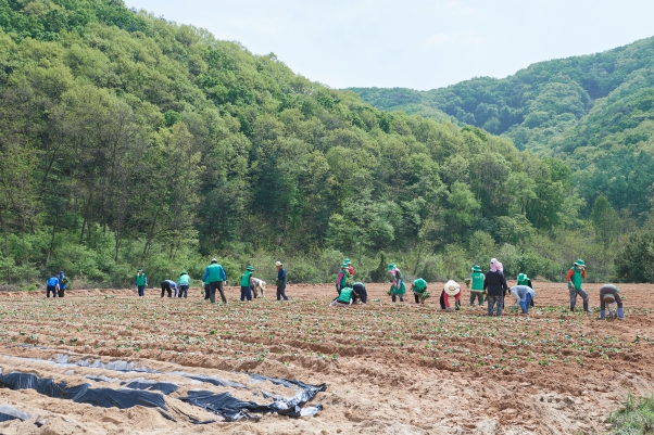 점동면 사랑의 고구마 심기